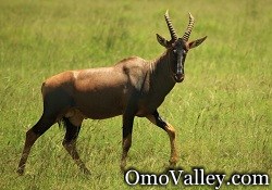 An African Tiang walking in the Wild